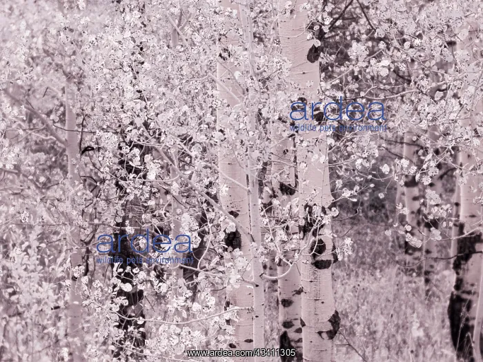 : USA, Utah, Aspen Grove in infrared of the Logan Pass area : USA, Utah, Aspen Grove in infrared of the Logan Pass area