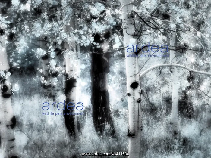 : USA, Utah, Aspen Grove in infrared of the Logan Pass area : USA, Utah, Aspen Grove in infrared of the Logan Pass area