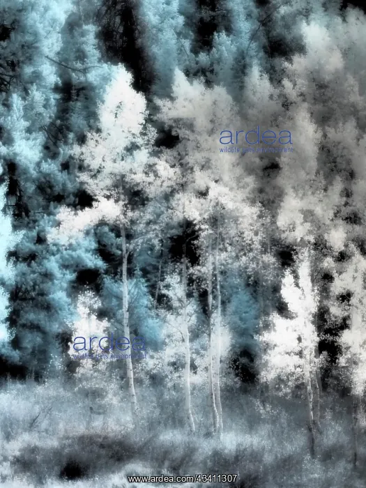 : USA, Utah, Aspen Grove in infrared of the Logan Pass area : USA, Utah, Aspen Grove in infrared of the Logan Pass area