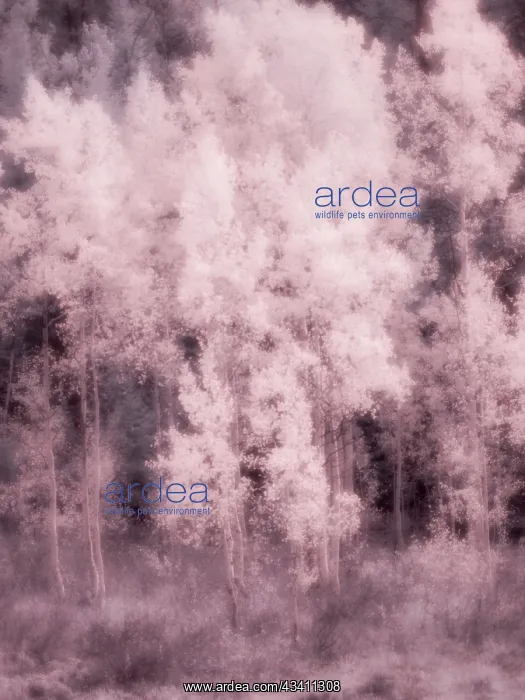 : USA, Utah, Aspen Grove in infrared of the Logan Pass area : USA, Utah, Aspen Grove in infrared of the Logan Pass area