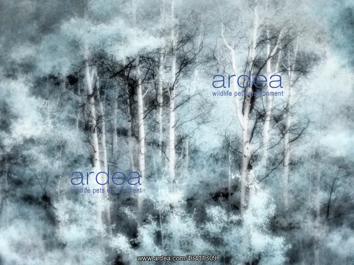 : USA, Utah, Aspen Grove in infrared of the Logan Pass area : USA, Utah, Aspen Grove in infrared of the Logan Pass area