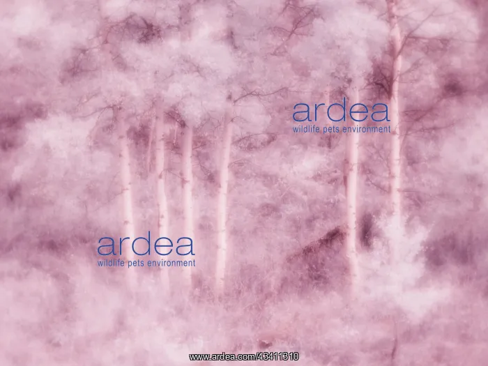 : USA, Utah, Aspen Grove in infrared of the Logan Pass area : USA, Utah, Aspen Grove in infrared of the Logan Pass area
