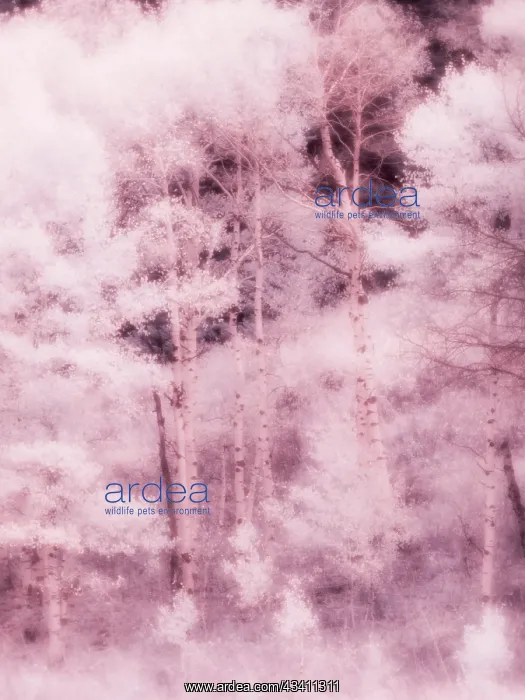 : USA, Utah, Aspen Grove in infrared of the Logan Pass area : USA, Utah, Aspen Grove in infrared of the Logan Pass area