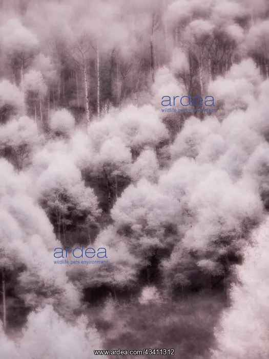 : USA, Utah, Aspen Grove in infrared of the Logan Pass area : USA, Utah, Aspen Grove in infrared of the Logan Pass area