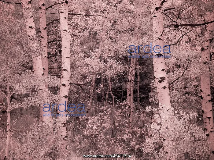 : USA, Utah, Aspen Grove in infrared of the Logan Pass area : USA, Utah, Aspen Grove in infrared of the Logan Pass area
