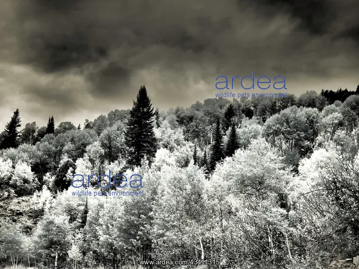 : USA, Utah, Aspen Grove in infrared of the Logan Pass area : USA, Utah, Aspen Grove in infrared of the Logan Pass area