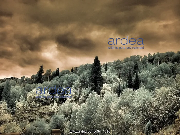 : USA, Utah, Aspen Grove in infrared of the Logan Pass area : USA, Utah, Aspen Grove in infrared of the Logan Pass area