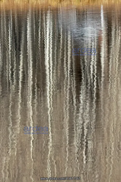 : USA, Utah. Aspen reflections on Warner Lake, Manti-La : USA, Utah. Aspen reflections on Warner Lake, Manti-La