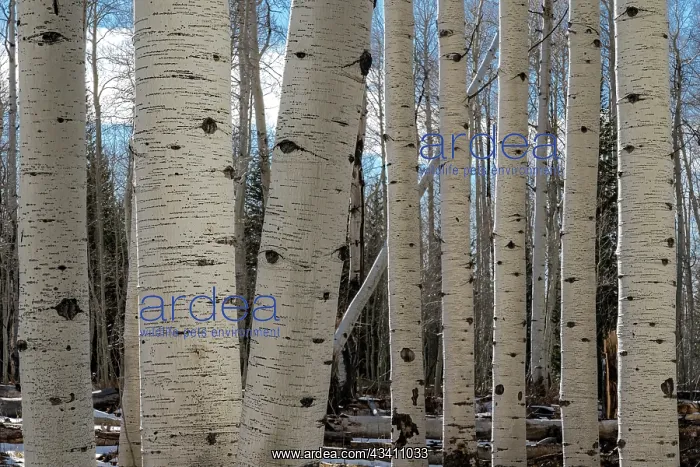 : USA, Utah. Detail of aspen trunks in Manti-La Sal : USA, Utah. Detail of aspen trunks in Manti-La Sal