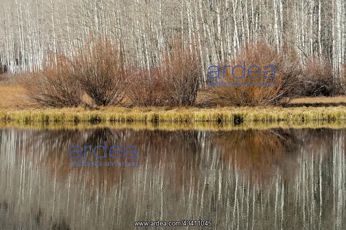 : USA, Utah. Aspen and willow reflections on Warner : USA, Utah. Aspen and willow reflections on Warner