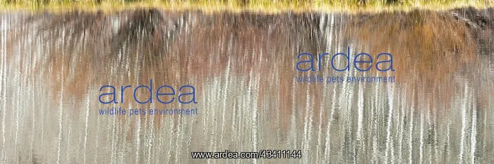 : USA, Utah. Aspen and willow reflections on Warner : USA, Utah. Aspen and willow reflections on Warner