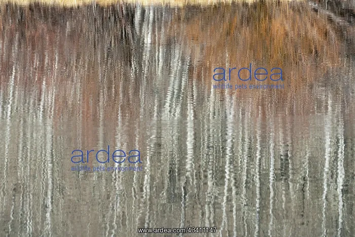 : USA, Utah. Aspen and willow reflections on Warner : USA, Utah. Aspen and willow reflections on Warner