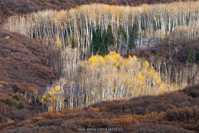 : USA, Utah. Autumn aspen in the Manti-La Sal National Forest : USA, Utah. Autumn aspen in the Manti-La Sal National Forest