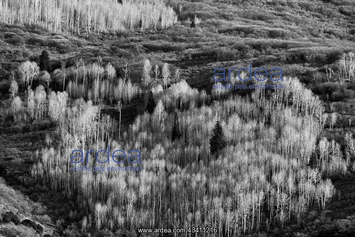 : USA, Utah. Autumn aspen in the Manti-La Sal National Forest : USA, Utah. Autumn aspen in the Manti-La Sal National Forest