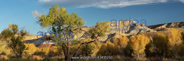 : USA, Utah. Bentonite hills and autumn cottonwoods : USA, Utah. Bentonite hills and autumn cottonwoods