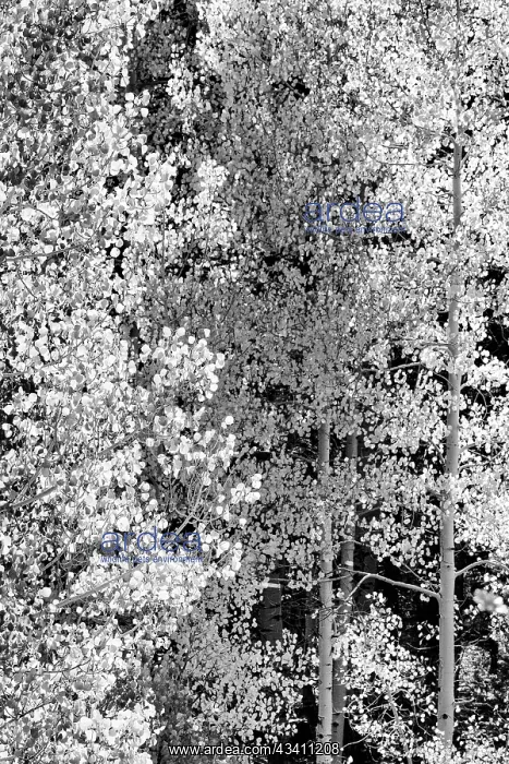 : USA, Utah. Black and white, autumn aspen and ponderosa : USA, Utah. Black and white, autumn aspen and ponderosa