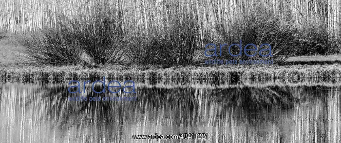: USA, Utah. Black and white image of aspen and willow : USA, Utah. Black and white image of aspen and willow