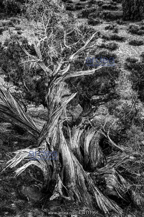 : USA, Utah. Black and white image. Twisted Juniper : USA, Utah. Black and white image. Twisted Juniper
