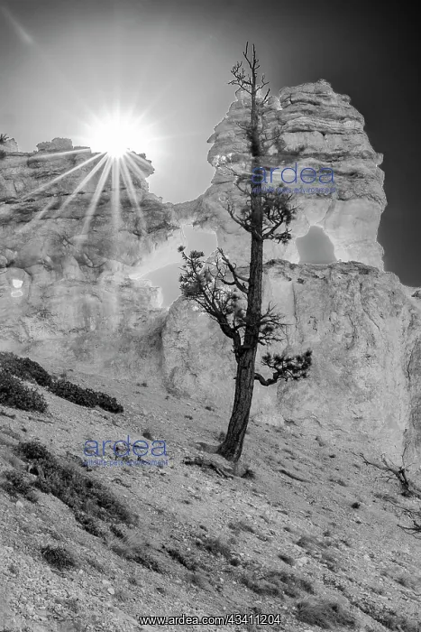 : USA, Utah. Black and white. Ponderosa pine and hoodoos : USA, Utah. Black and white. Ponderosa pine and hoodoos