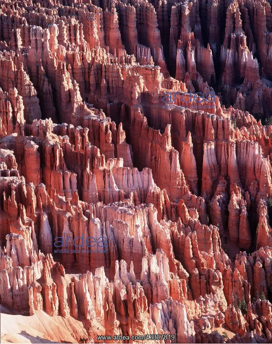 : USA, UTAH - Bryce Canyon National Park : USA, UTAH - Bryce Canyon National Park