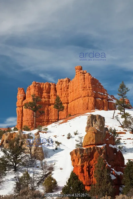 : USA, Utah, Bryce National Park. Red Canyon : USA, Utah, Bryce National Park. Red Canyon