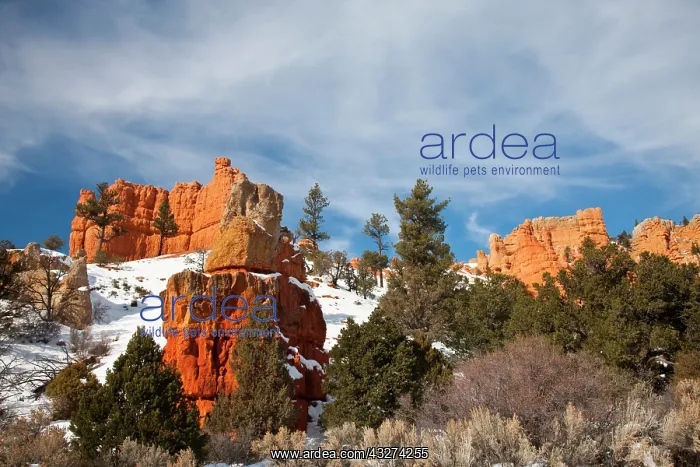 : USA, Utah, Bryce National Park. Red Canyon : USA, Utah, Bryce National Park. Red Canyon