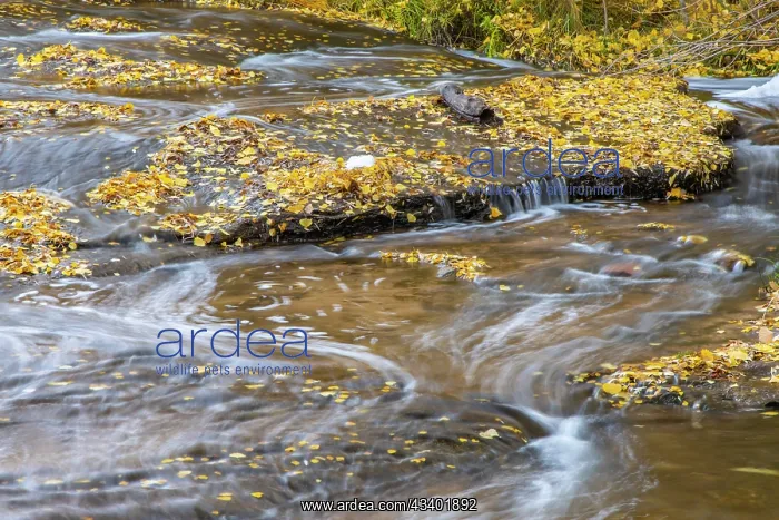 : USA, Utah, Calf Creek Recreation Area in autumn : USA, Utah, Calf Creek Recreation Area in autumn