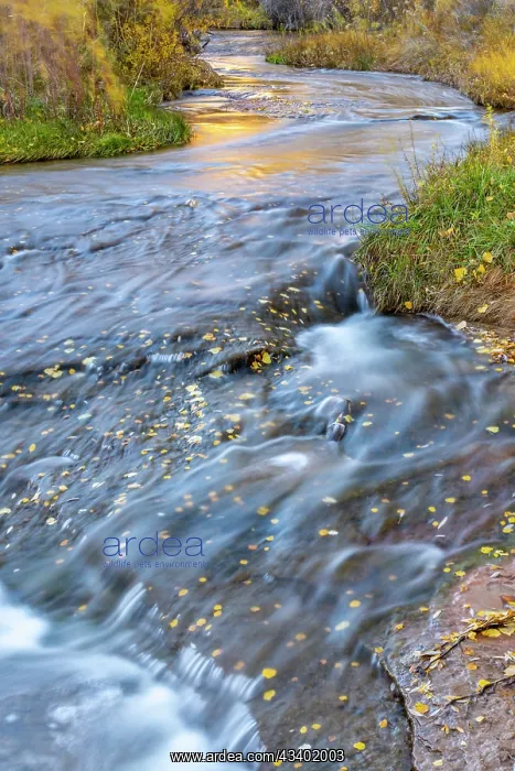 : USA, Utah, Calf Creek Recreation Area in autumn : USA, Utah, Calf Creek Recreation Area in autumn