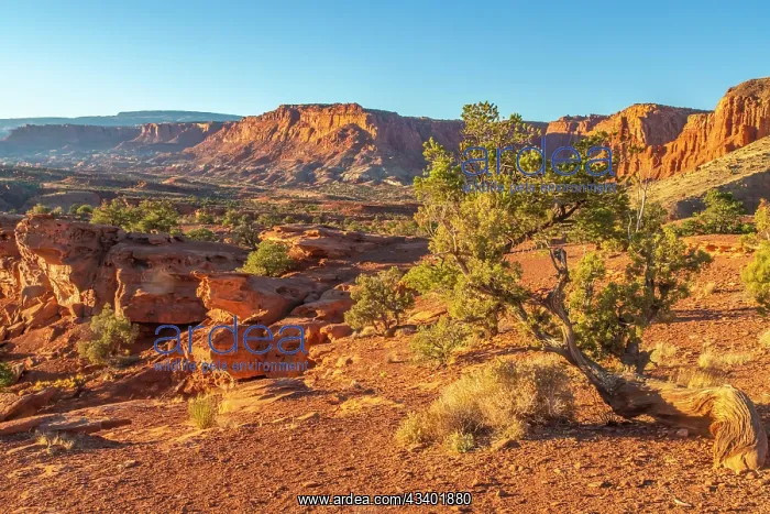 : USA, Utah, Capitol Reef National Park. Eroded rock : USA, Utah, Capitol Reef National Park. Eroded rock