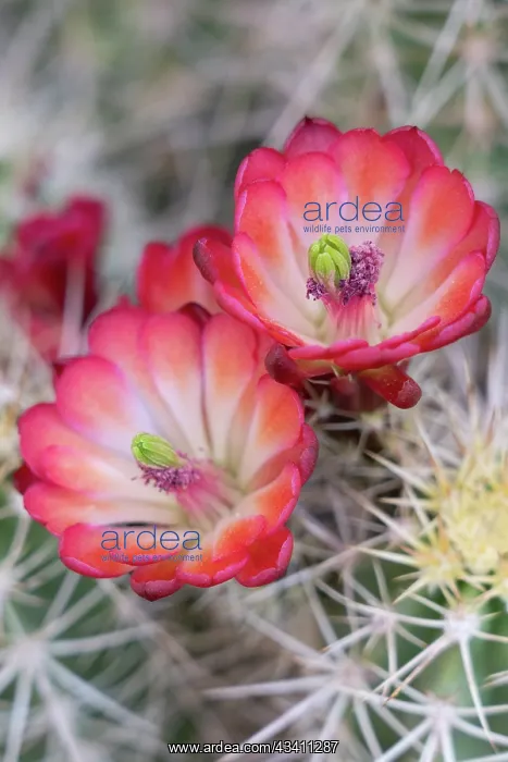 : USA, Utah. Claret Cup in bloom, Bears Ears National : USA, Utah. Claret Cup in bloom, Bears Ears National
