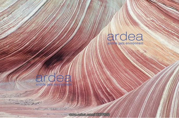 : USA, UTAH - Colorado plateau - cross-bedded Navajo sandstone : USA, UTAH - Colorado plateau - cross-bedded Navajo sandstone