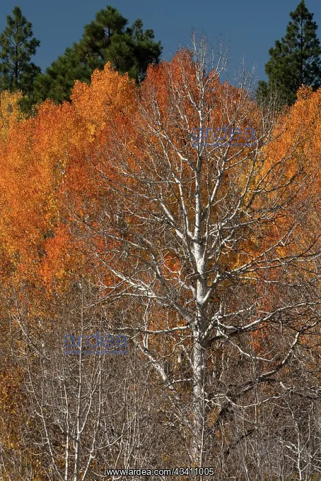 : USA, Utah. Colorful autumn aspen on Boulder Mountain : USA, Utah. Colorful autumn aspen on Boulder Mountain