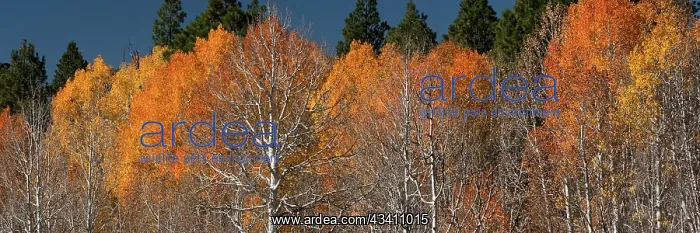 : USA, Utah. Colorful autumn aspen on Boulder Mountain : USA, Utah. Colorful autumn aspen on Boulder Mountain