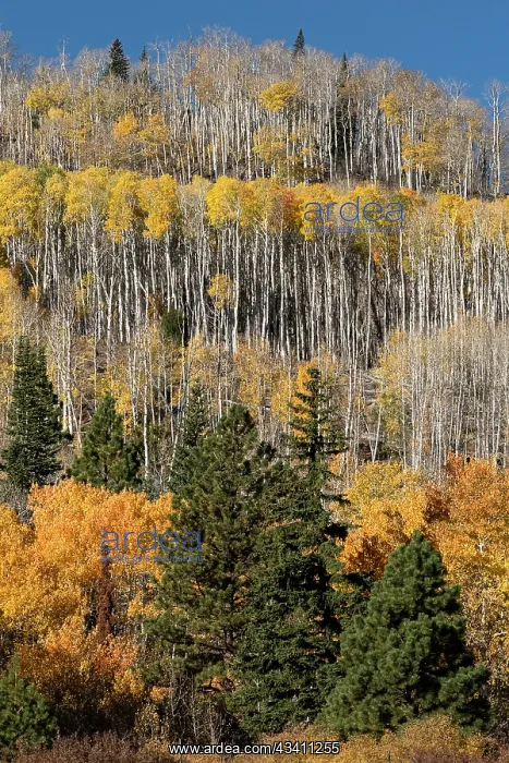 : USA, Utah. Colorful autumn aspen on Boulder Mountain : USA, Utah. Colorful autumn aspen on Boulder Mountain