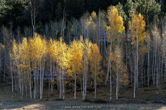  : USA, Utah. Colorful autumn aspen on Boulder Mountain