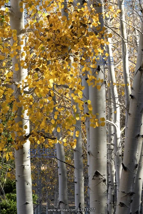 : USA, Utah. Colorful autumn aspen on Boulder Mountain : USA, Utah. Colorful autumn aspen on Boulder Mountain