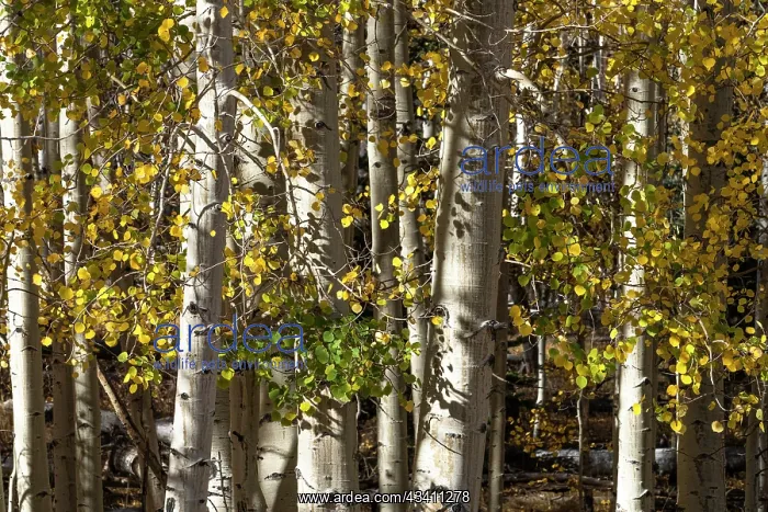 : USA, Utah. Colorful autumn aspen on Boulder Mountain : USA, Utah. Colorful autumn aspen on Boulder Mountain