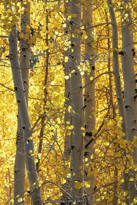 : USA, Utah. Colorful autumn aspen on Boulder Mountain : USA, Utah. Colorful autumn aspen on Boulder Mountain