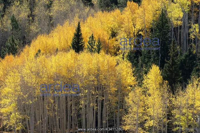 : USA, Utah. Colorful autumn aspen on Boulder Mountain : USA, Utah. Colorful autumn aspen on Boulder Mountain