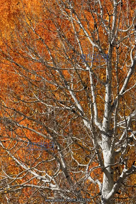 : USA, Utah. Colorful autumn aspen on Boulder Mountain : USA, Utah. Colorful autumn aspen on Boulder Mountain