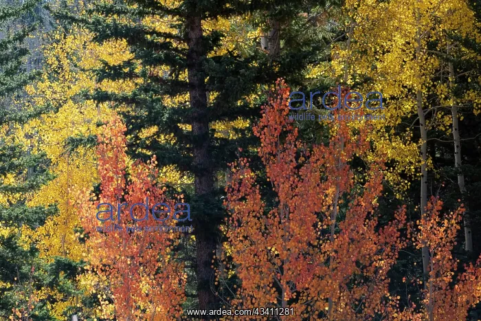 : USA, Utah. Colorful autumn aspen and ponderosa pine : USA, Utah. Colorful autumn aspen and ponderosa pine