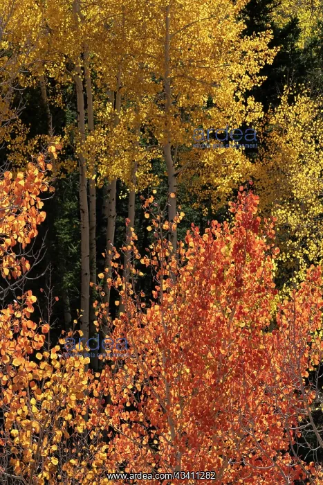 : USA, Utah. Colorful autumn aspen and ponderosa pine : USA, Utah. Colorful autumn aspen and ponderosa pine