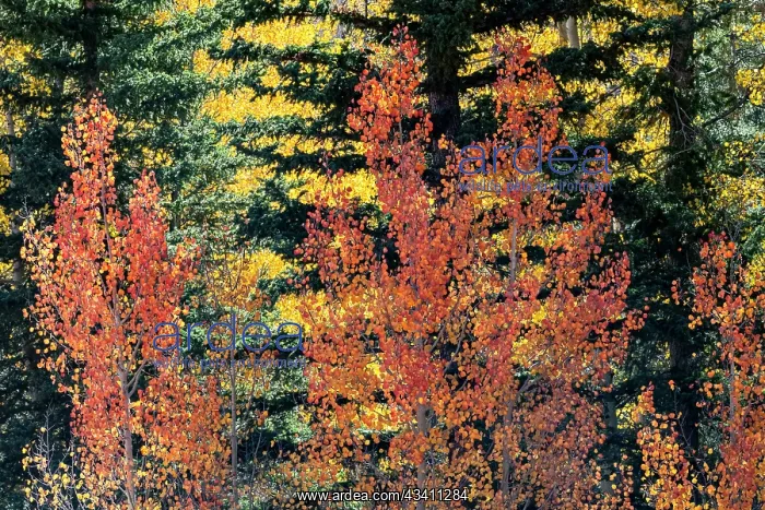 : USA, Utah. Colorful autumn aspen and ponderosa pine : USA, Utah. Colorful autumn aspen and ponderosa pine