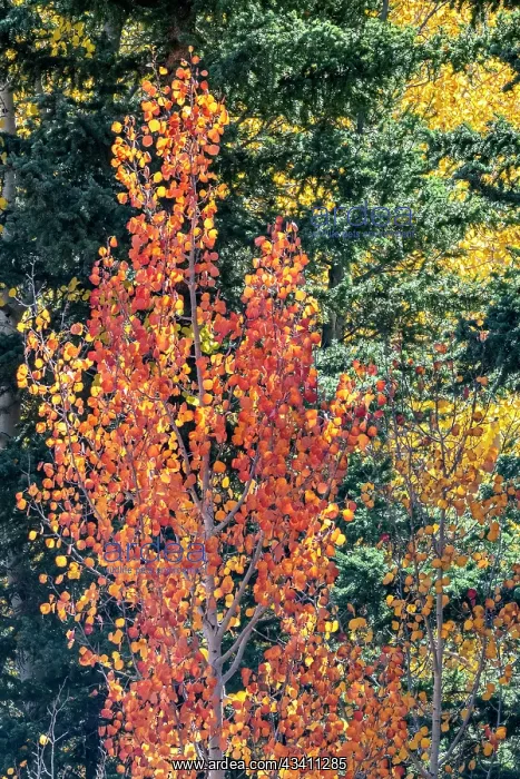 : USA, Utah. Colorful autumn aspen and ponderosa pine : USA, Utah. Colorful autumn aspen and ponderosa pine
