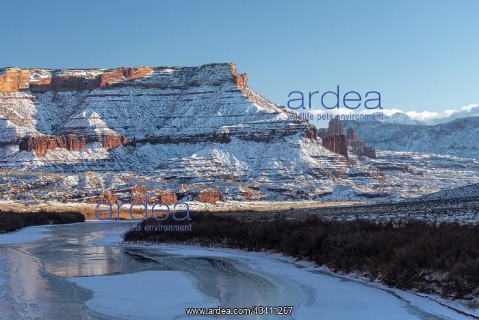 : USA, Utah. Fisher Towers, La Sal Mountains, and : USA, Utah. Fisher Towers, La Sal Mountains, and