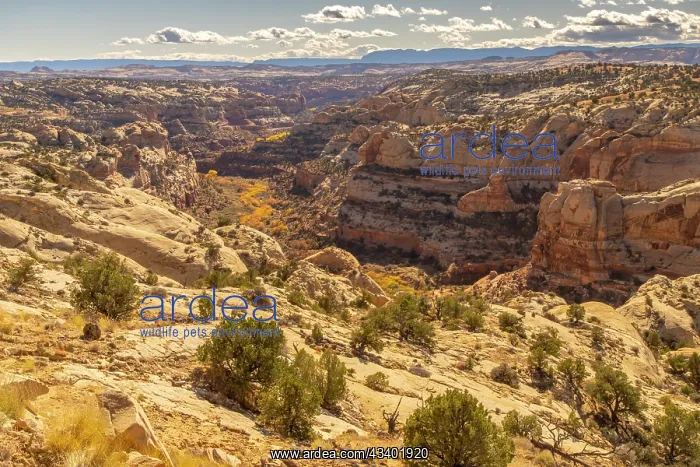 : USA, Utah, Grand Staircase Escalante National Monument : USA, Utah, Grand Staircase Escalante National Monument