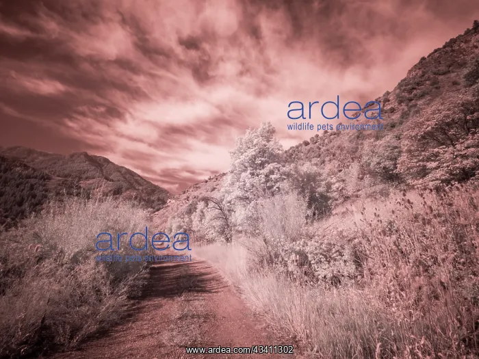 : USA, Utah, Infrared of backroad in the Logan Pass area : USA, Utah, Infrared of backroad in the Logan Pass area
