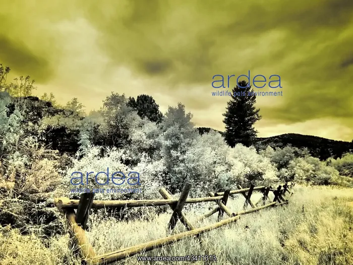 : USA, Utah, Infrared of the Logan Pass area with : USA, Utah, Infrared of the Logan Pass area with