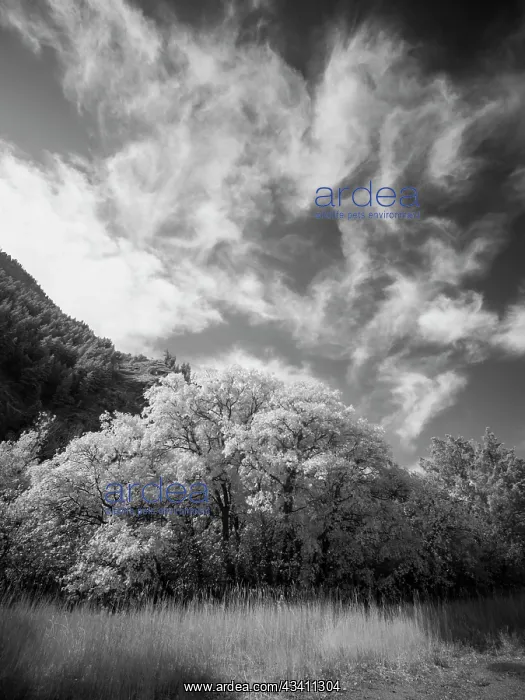 : USA, Utah, Infrared of the Logan Pass area and lone tree : USA, Utah, Infrared of the Logan Pass area and lone tree