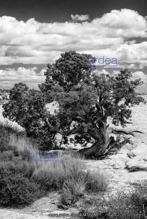 : USA, Utah. Juniper with clouds, Bears Ears National : USA, Utah. Juniper with clouds, Bears Ears National